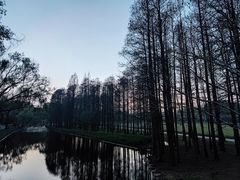 -上海共青森林公园