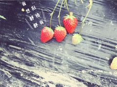 -青浦采草莓天天草莓园