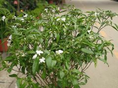-金科花卉市场