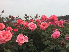 -亚龙湾国际玫瑰谷