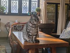 -Sirena海妖日咖夜酒