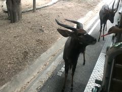 -清迈夜间动物园