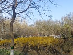 -大兴滨河森林公园
