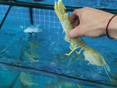 -琼大师东方烤乳猪(亚特兰蒂斯店)