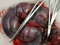 -骐奇宠物诊疗中心(南亭公路店)