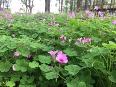 -昆山城市生态森林公园