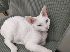 -糯米喵星人·撸猫猫舍咖啡馆(西市场嘉华店)