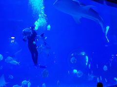 -烟台海昌鲸鲨海洋公园