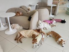 -怪兽屋·羊驼·猫咖·狗咖(俊华广场店)