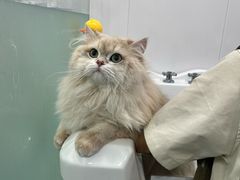 -爱洗澡的猫(望京店)