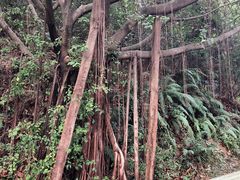 -云溪植物园