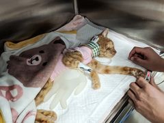 -美联众合动物医院·24h京西诊疗中心