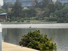 -华侨城湿地公园