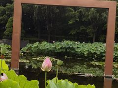 -陈家山荷花公园