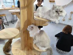 -Heymao猫咖.咖啡厅(东门店)
