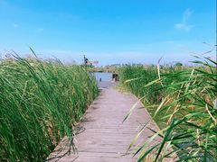 -盐城丹顶鹤湿地生态旅游区