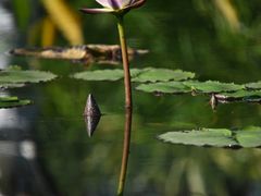 -云溪植物园