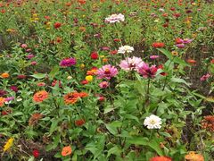 -白塘生态植物园