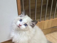 -猫十亿·布偶金渐层·曼基康矮脚猫舍(青年路店)