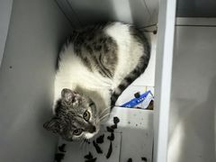-贝康宠物医院·犬猫全科·小动物特色诊疗中心(东环路店)