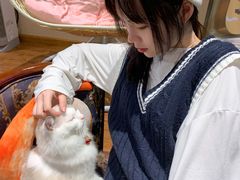 -绒爪撸猫下午茶·猫咖