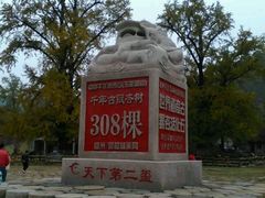 -千年银杏谷文化旅游区