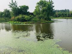 -东郊湿地公园