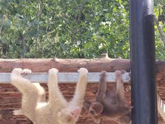 -西霞口神雕山野生动物世界