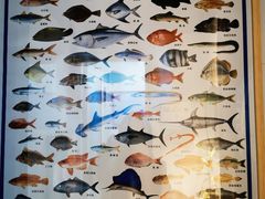 -深蓝金枪·深海鱼刺身(香洲店)