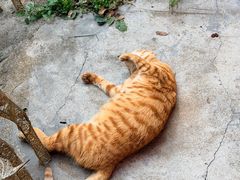 -颓记茶餐厅(美景总店)