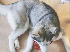 -Husky Go! 哈士奇体验馆·宠物咖啡厅狗咖