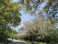 -上海滨江森林公园