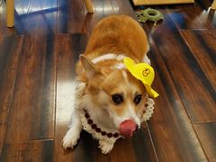 -豆柴町-柴犬主题狗咖(红鼎国际C座店)
