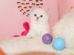 -喵zoo家庭繁育猫舍(尖东智能花园店)