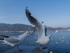 -海埂大坝