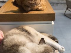 -Heymao猫咖.咖啡厅(东门店)