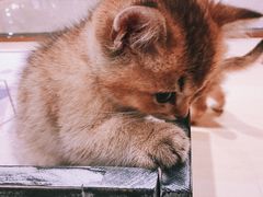 -momokira米努特·德文卷毛猫·棉花面纱犬