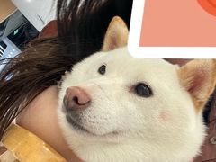 -柴犬小屋·柴餐厅·狗咖食堂(金鼎广场店)