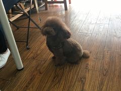 -志龙皇冠吃货椰子铺