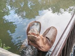 -海南热带野生动植物园