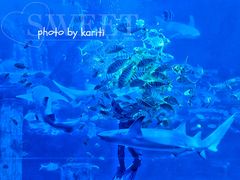 -太平洋海底世界博览馆·展览厅
