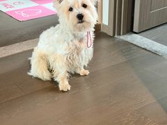 -翊宠yipet猫狗购宠庄园犬舍•猫舍