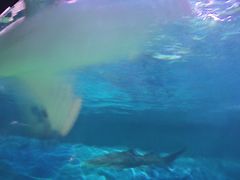 -上海海昌海洋公园-停车场