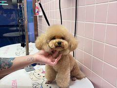 -FAELING PETS美天灵宠物(富力广场店)