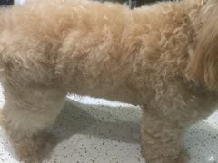 -贝妮宠物医院