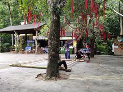 -西双版纳原始森林公园