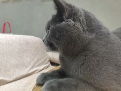 -藏猫猫咖啡主题馆(中央大道店)