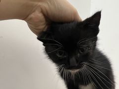 -艾吉宠物医院·疑难杂症转诊中心·猫友好(碧江路院)