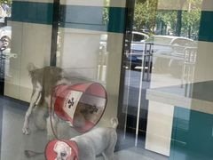 -睿金宠物医院·CT·肿瘤·骨外科