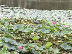-新江湾城公园